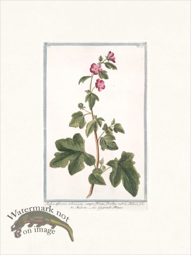 (image for) Bonelli 042 mallow