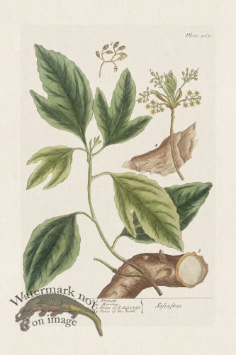 (image for) BEE 267 Safsafrafs