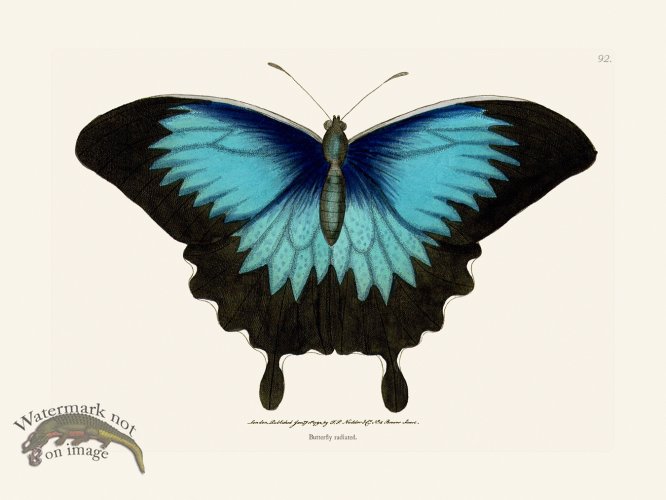 (image for) 092 Butterfly Radiated