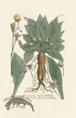 (image for) Weinmann PL 708