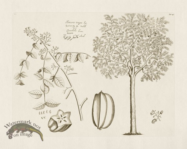 (image for) HORTUS VOl 03 43