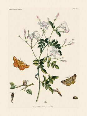 Wilkes Butterflies 116