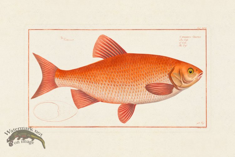 (image for) BLOCH FISH 096