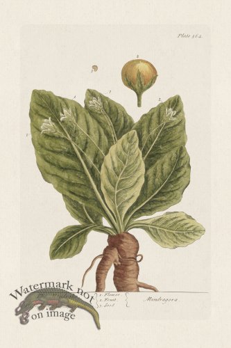 (image for) BEE 364 The Mandrake