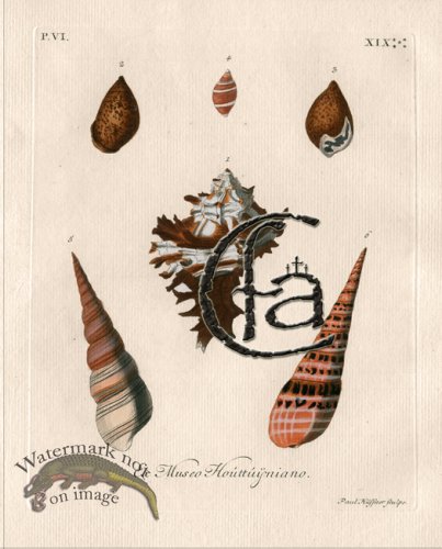 (image for) Knorr Shell 22