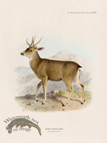 (image for) Lydekker Deer 23