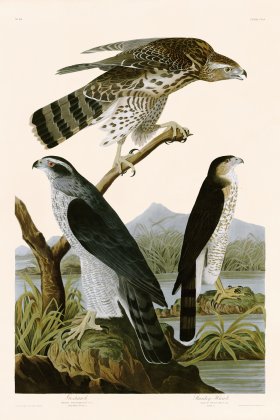 141 Goshawk Stanley Hawk