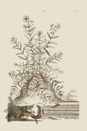 (image for) Abraham Munting 043