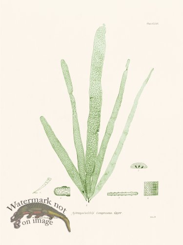 (image for) Bradbury Seaweed 165