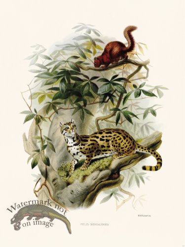 Elliot Cat 22 Cartoon Button