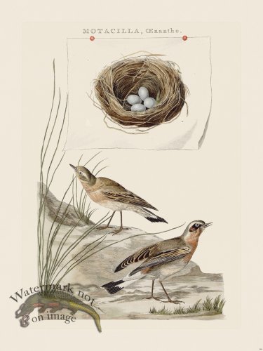 (image for) Nozeman Bird 199