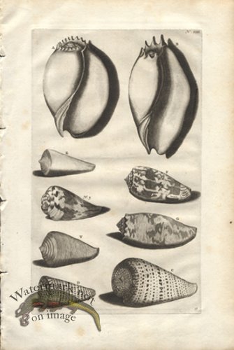 (image for) Rumphius 31