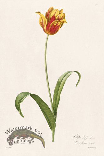 (image for) Les Liliacees Redoute 477