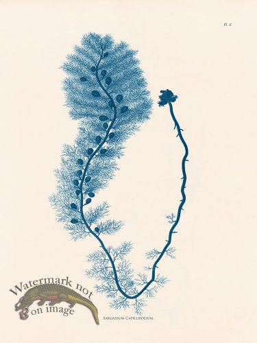 (image for) Oceanie 04