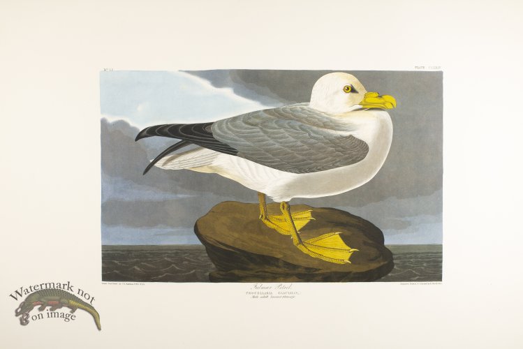 (image for) Fulmar Petrel