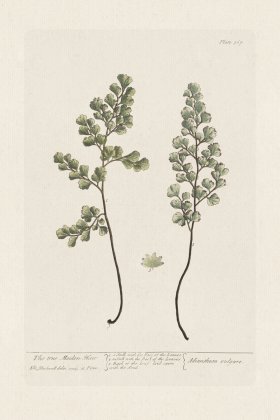 BEE 367 The True Maiden-Hair