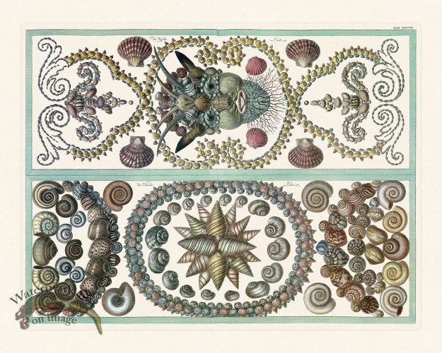 (image for) Seba B2 037 Shells