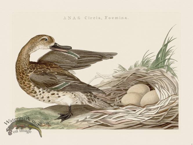 (image for) Nozeman Bird 087