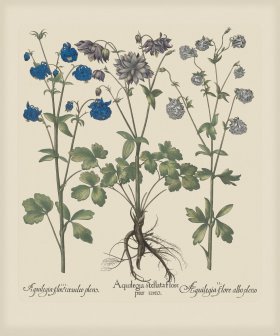 Besler 173 Colored B2