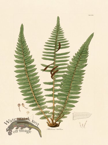 (image for) Hooker Fern 18