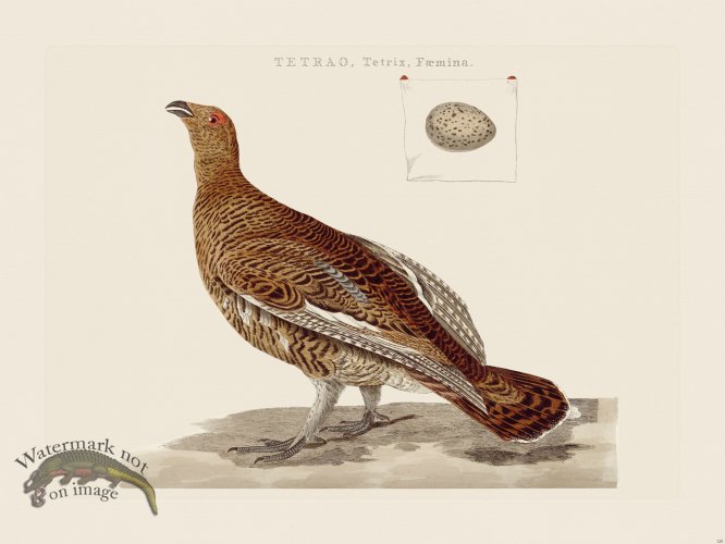 (image for) Nozeman Bird 120