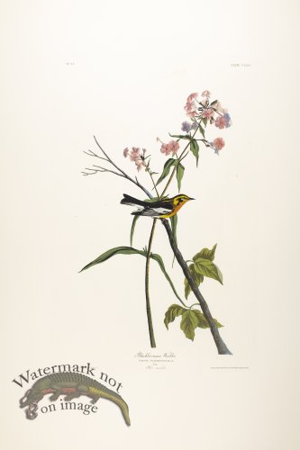 Blackburnian Warbler