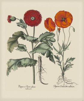 Besler 290 Colored B2