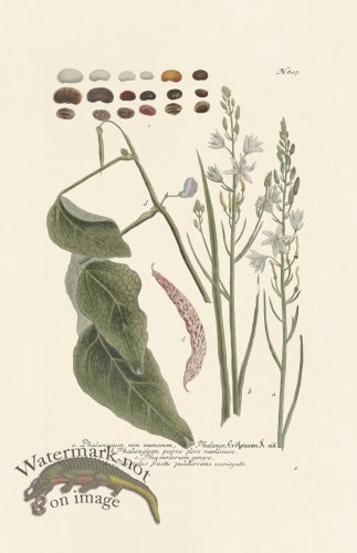 (image for) Weinmann PL 807