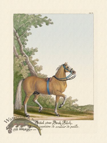 (image for) Ridingers Horses 39
