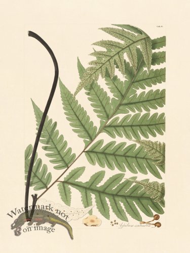 (image for) Hooker Fern 04
