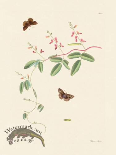 (image for) Abbot Butterfly 021