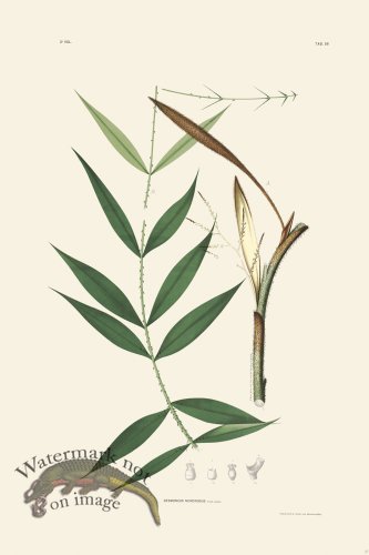 (image for) Rodrigues Palm Front 027