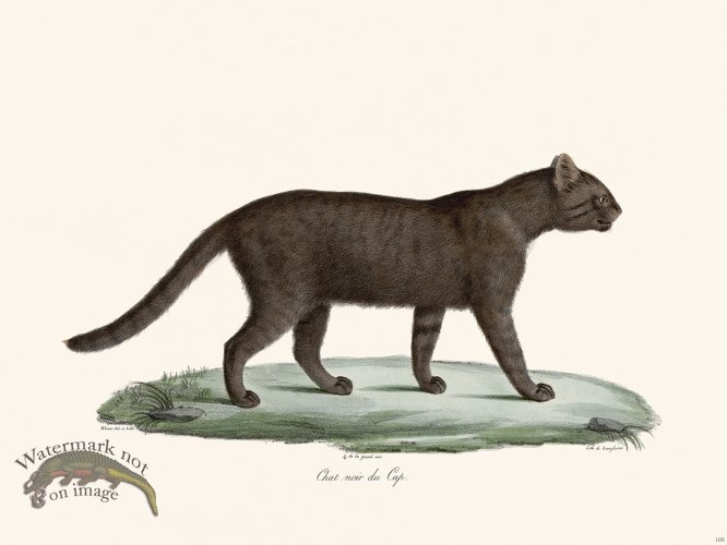 (image for) Cuvier 105 Black Cat Of Cape