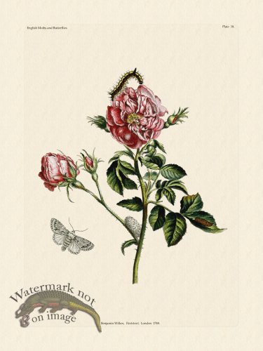 (image for) Wilkes Butterflies 018