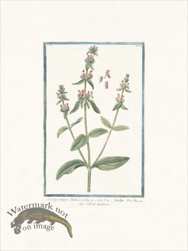 (image for) Bonelli 240 Wundwort