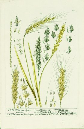 Blackwell German 159