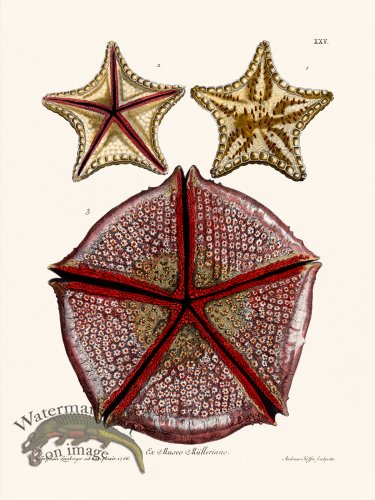 (image for) Knorr Sea Life 25