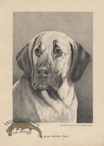 (image for) 1890s Dogs 38