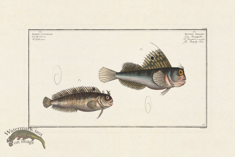 (image for) BLOCH FISH 167