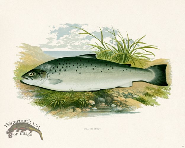 (image for) British FW 21