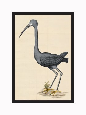 Rudbeck CFA_BF 44 Black Heron