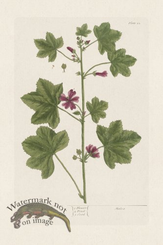 (image for) BEE 022 Mallon