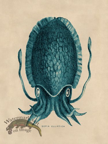 (image for) Octopus Teal 12