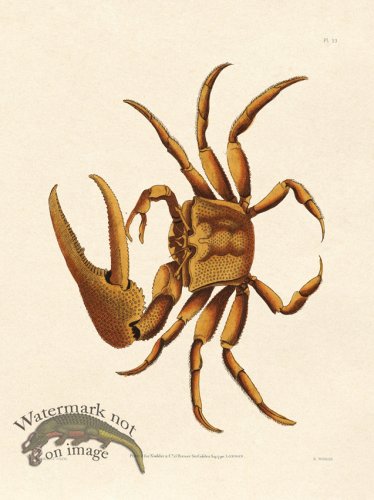 (image for) Shaw Nodder SL 53