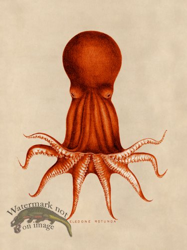 (image for) Octopus Orange 08