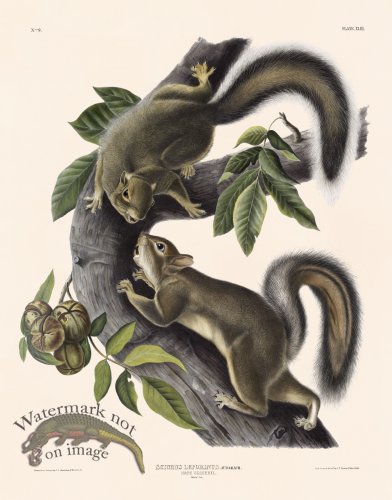 043 Hare Squirrel