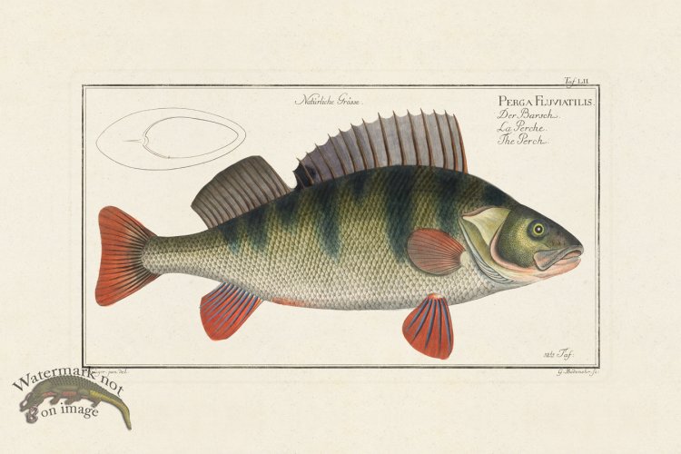 (image for) BLOCH FISH 052