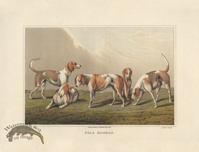 (image for) Stag Hounds