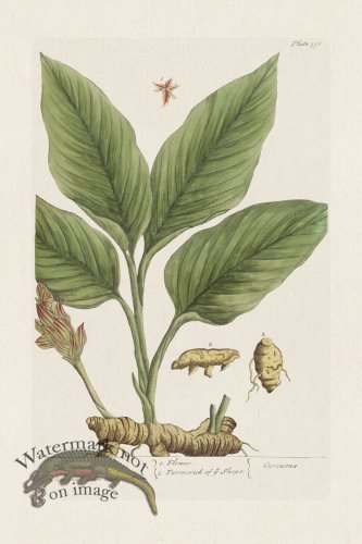 (image for) BEE 396 Turmerick