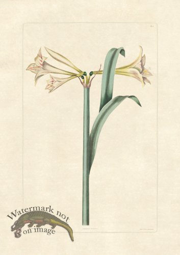 (image for) Edward bury 27